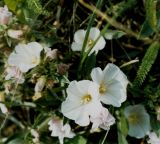 Convolvulus lineatus. Цветки. Украина, Донецкая обл., Новоазовский р-н, заповедник \"Хомутовская степь\". Начало июня 2004 г.