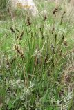 Carex divisa