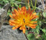 Taraxacum porphyranthum