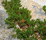 Arctostaphylos uva-ursi. Часть растения со зреющим плодом. Испания, Центральная Кордильера, нац. парк Сьерра-де-Гуадаррама, гранитный массив La Pedriza, высота ок. 1650 м н.у.м. Июль.