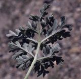 Artemisia absinthium