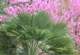 Chamaerops humilis. Часть кроны растения (розовый фон - цветущий Cercis chinensis). Абхазия. г. Сухум, в культуре. 6 марта 2016 г.