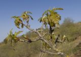 Quercus robur. Ветвь с молодыми листьями. Краснодарский край, Темрюкский р-н, гора Дубовый Рынок, глинистый склон. 14.04.2018.