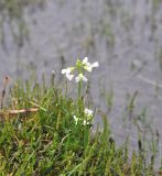 Cardamine uliginosa. Соцветия среди побегов Equisetum. Грузия, Казбегский муниципалитет, правый берег р. Терек чуть выше Трусовского ущелья, 2130 м н.у.м., образовавшийся во время таяния снега заболоченный участок. 22.05.2018.