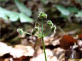 Sanicula europaea. Соплодие. Украина, Ивано-Франковская обл., Болеховский горсовет, Поляницкий сельсовет, Поляницкий региональный ландшафтный парк, кустарниковые заросли в буковом лесу. 07.06.2018.