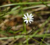 Stellaria graminea