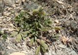 Potentilla taurica. Вегетирующее растение. Краснодарский край, г. Новороссийск, окр. м. Мысхако, приморский склон, опушка леса. 03.08.2018.