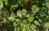 Betula ovalifolia. Ветвь с соплодиями. Приморский край, Кавалеровский р-н, приустьевая часть р. Зеркальная на правом берегу, морская терраса, образует полосу зарослей между дубовым лесом и травяным болотом. 05.08.2018.