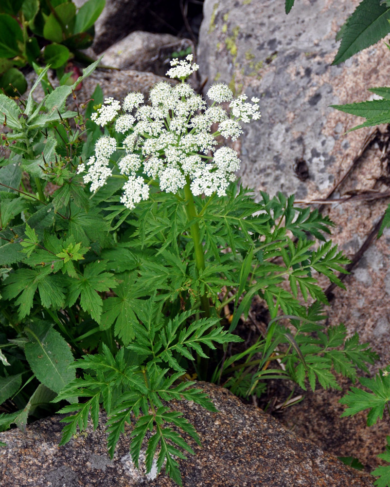 Изображение особи Pleurospermum uralense.