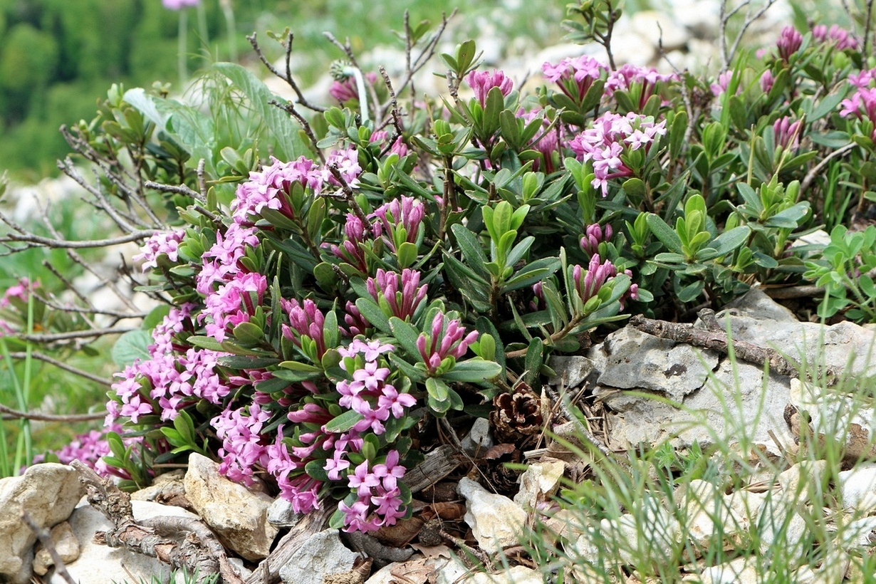 Изображение особи Daphne pseudosericea.