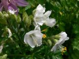 Polemonium caeruleum. Часть отцветающего соцветия (белоцветковая форма). Свердловская обл., окр. г. Североуральск, дачный участок. 29.06.2019.