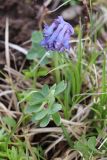 Corydalis pauciflora. Цветки и лист. Республика Алтай, Усть-Коксинский р-н, Теректинский хребет, плато над долиной оз. Большая Громотуха, ≈ 2500 м н.у.м., горная тундра. 24.06.2019.