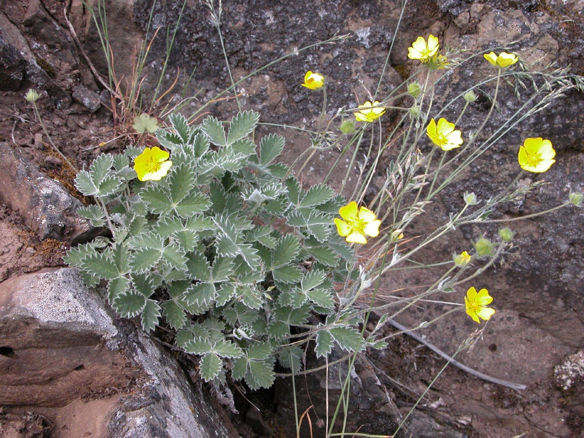 Изображение особи Potentilla nivea.