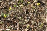 Alyssum gmelinii