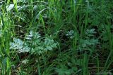 Fraxinus excelsior. Молодые растения. Тульская обл., окр. пос. Дубна, лиственный лес Просек. 10.06.2020.