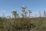 Potentilla rupestris. Цветущие растения. Крым, яйла близ вершины Ай-Петри. 27.05.2021.