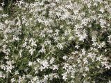 Clematis songorica. Заросли цветущего клематиса в долине р. Шарын. Юго-восточный Казахстан, 20 августа 2007 г.