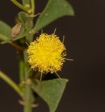 Acacia truncata. Соцветие. Израиль, Иудейские горы, г. Иерусалим, ботанический сад университета. 27.03.2018.