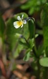 Viola arvensis