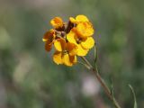 Erysimum tianschanicum. Верхушка цветущего растения с цветками и бутонами. Узбекистан, Ташкентская обл., Пскемский хр., Угам-Чаткальский национальный парк, верховья ур. Аксарсай, около 2740 м н.у.м., каменистый водораздельный гребень хребта. 07.06.2023.