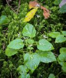 Circaea alpina