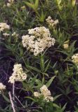 Galium physocarpum. Верхушка цветущего растения. Ростовская обл., Персиановская степь, Аютинские склоны. Начало июня 2006 г.