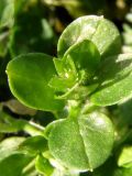 Stellaria pallida