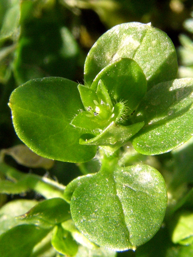 Изображение особи Stellaria pallida.