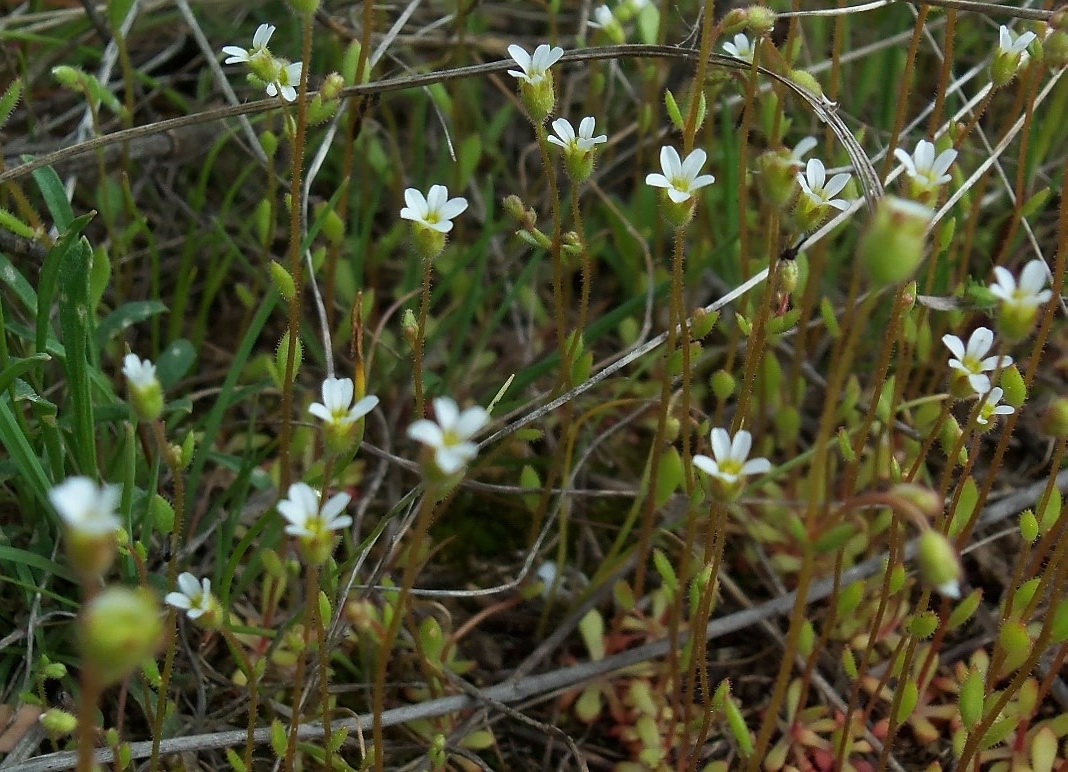 Изображение особи Saxifraga tridactylites.