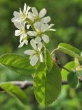 Amelanchier spicata. Соцветие. Санкт-Петербург, середина мая.