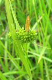 Carex pallescens