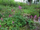 Corydalis paeoniifolia