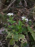 Arabis nordmanniana