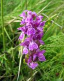 Dactylorhiza majalis. Соцветие. Украина, Ивано-Франковская обл., Надворнянский р-н, юго-западнее с. Быстрица, пер. Легионов, сырой луг. 21 июня 2011 г.