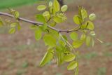 Robinia pseudoacacia