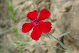 Dianthus mainensis