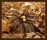 Anemone ranunculoides. Побег с бутонами. Чувашия, окрестности г. Шумерля, пойма Красной речки. 16 апреля 2009 г.