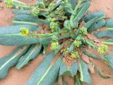 Schimpera arabica. Цветущее растение. Израиль, пустыня Негев, пески Халуца. 02.04.2011.
