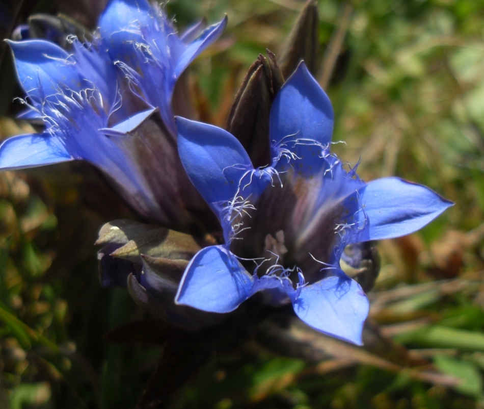 Изображение особи Gentiana septemfida.