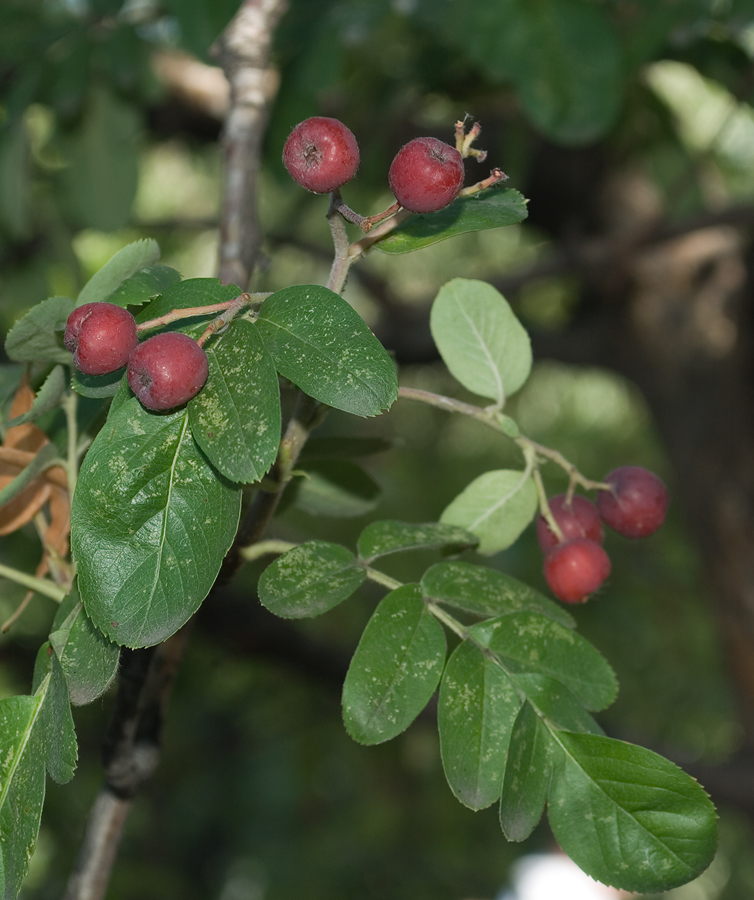 Изображение особи &times; Crataegosorbus miczurinii.