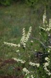 Spiraea hypericifolia