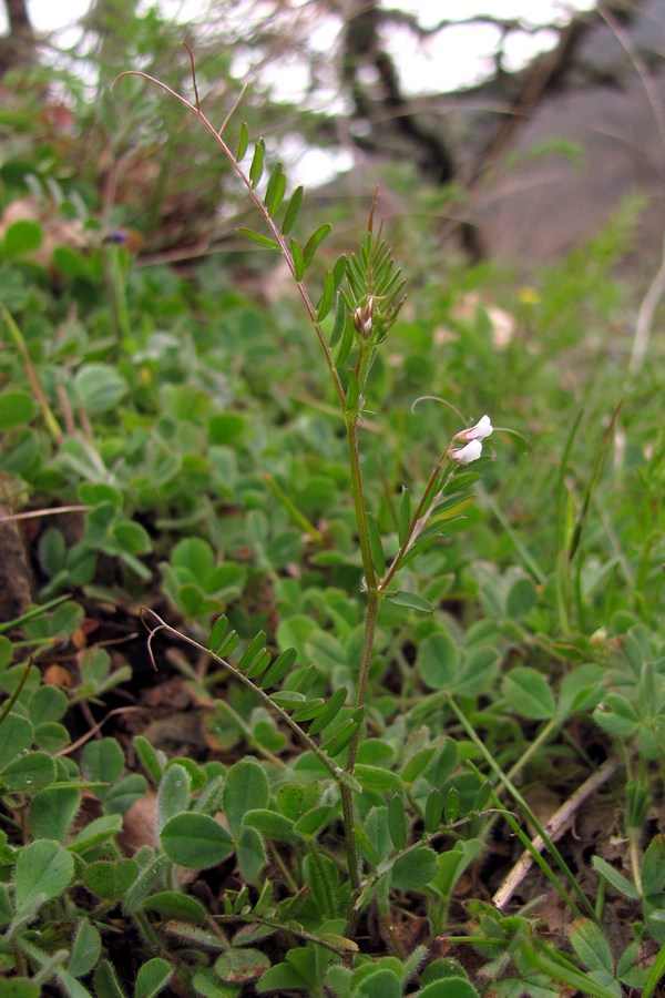 Изображение особи Vicia hirsuta.