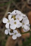 Cardamine trifida