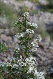 Spiraea pilosa. Верхушка цветущего растения. Южный Казахстан, хр. Каржантау, ущ. Кызылбулак. 27.05.2013.