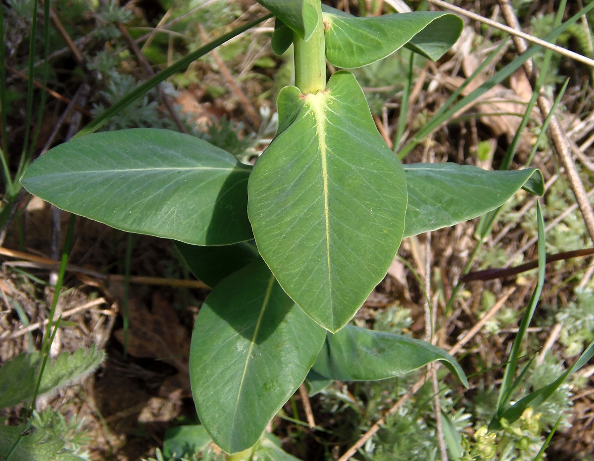 Изображение особи Euphorbia agraria.