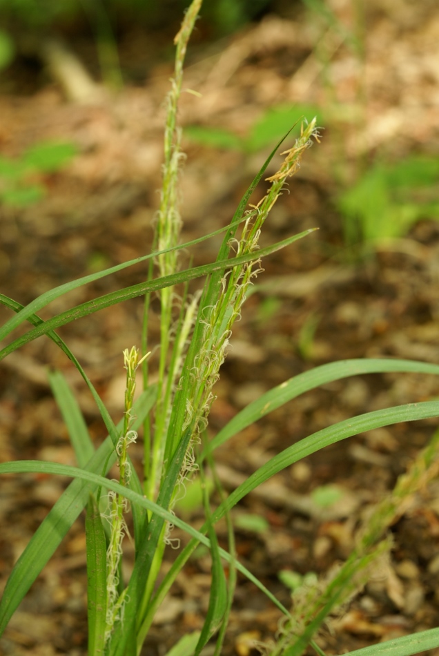 Image of Carex bostrychostigma specimen.