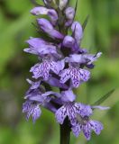 Dactylorhiza saccifera