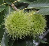 Castanea sativa