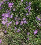 Aster amellus