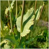 Papaver somniferum. Часть стебля с листом. Чувашия, окр. г. Шумерля, ст. Кумашка, ж.-д. насыпь. 3 августа 2009 г.